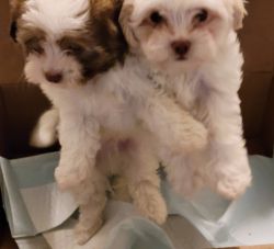 Beautiful Shihpoo puppies