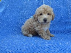 Red Toy Poodle-Shihtzu Puppies