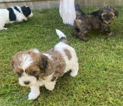 Beautiful Shihpoo Puppies. Ready Now .