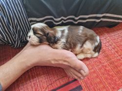 I want to sell 45 days old puppy