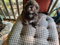 Shih Tzu puppies a forever home