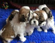 Shih tzu pups available