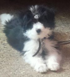 Shih tzu black and white 6 month old