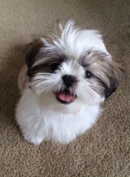 Shih tzu puppies now looking for homes
