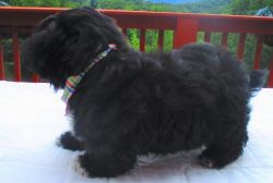 Shih Tzu puppy male, 10 weeks old, CKC , pedigree
