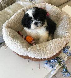 ONLY TWO LEFT - REGISTERED SHIH TZU PUPPY