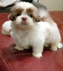 Shih tzu lhasa ready for there forever home