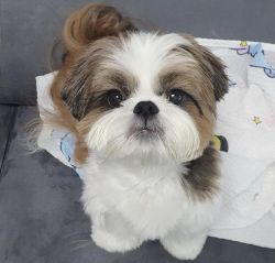 Shih Tzu puppies for sale!