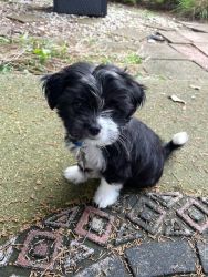Shih Tzu mix looking for a new home
