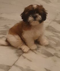 Finding a loving family for my Tricolour shihtzu puppy due to transfer
