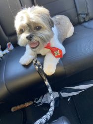 5 year old Shih Tzu looking for a good home