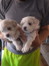 Shichi puppies for sale