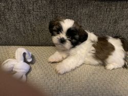 Full Breed Shih Tzu Puppies for Sale in October
