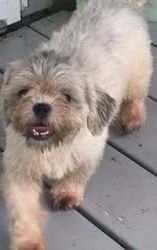 REGISTERED SHIH TZU, YORKSHIRE TERRIER, AND MALTESE YOUNG ADULTS