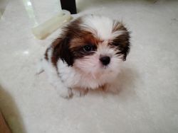 Shih Tzu 60 day puppy for sale in Chennai
