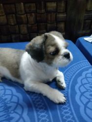 One year old Shih-tzu with vaccinated
