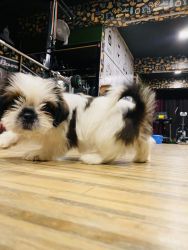 Shitzu puppy on sale