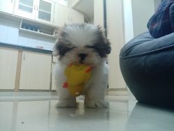 Want to sell 2 month old shihtzu puppy