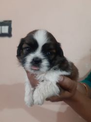 Male shih Tzu puppy available
