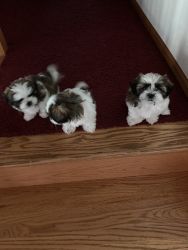 Puppies for Sale MN