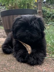 Shih tzu puppy 3 months for sale