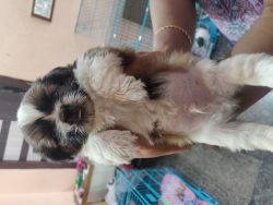 Shih Tzu male puppy available