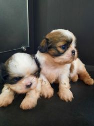 Shih Tzu Male Puppies