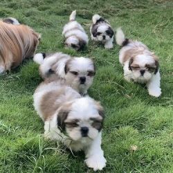 KCI SHIH TZU PUPPIES FOR SALE