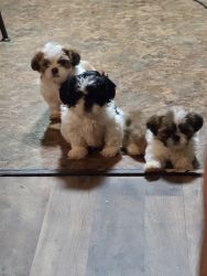 Pups ready for sale