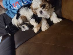 Pups for sale imperial shihtzus