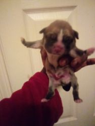 Chihuahua puppies mixed with shih tzu for sale