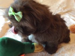 Bruno, liver chocolate Shih Tzu puppy, 9 weeks