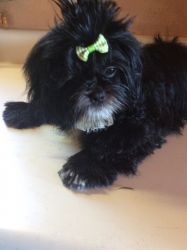 Mike, a lovely Pure Breed Shih Tzu CKC,pedigree, 5 months old