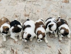 60 days orginal shih tzu puppies for sale