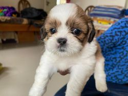 45 days old Shih Tzu tricolored puppies available for sale