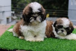 Quality Shih Tzu puppies available