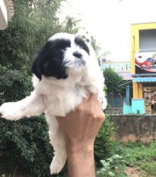 SHIH TZU PUPPIES FOR SALE (prominent colour black & white and brown)