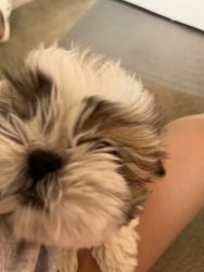 Female Shih tzu puppies with big personality’s