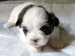 Prebred Shih Tzu puppy boys, born Oct. 6, 2021