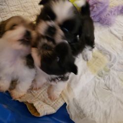 Shitzu black and white puppies for sale
