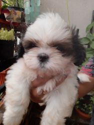 Male ShihZhu puppies for sale, super active and healthy