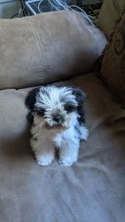 Miniature Shih Tzu puppy
