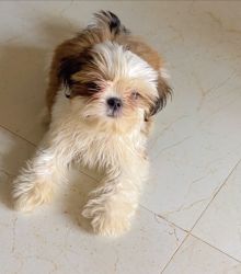 Shih tzu male puppy