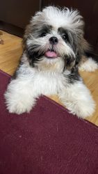 5 Month old Shih Tzu available
