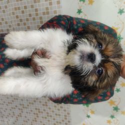 Show quality shih Tzu tri colour female puppy available in banglore