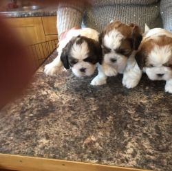 SHIH PUPPIES FOR SALE