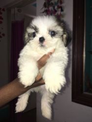 My shih tzu puppies on sell