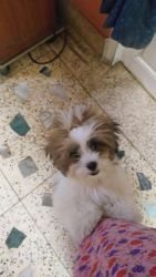3 months old Shih Tzu male puppy for sale