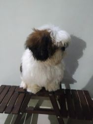 Male ShihZhu Puppy for Adoption