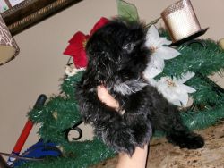 Shih tzu puppies ready to new home